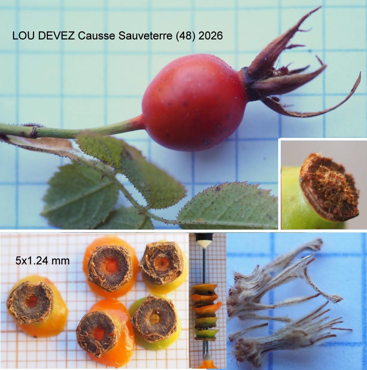 Briar, Sweet fruit